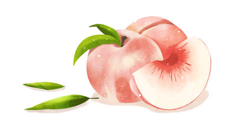 fruit and plant design, expressive of summer 009の写真素材