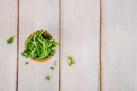 Spring vegetables and herbs, close up of nutritious greens sprouting in spring. 122の写真素材
