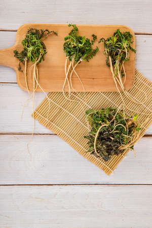 Spring vegetables and herbs, close up of nutritious greens sprouting in spring. 111