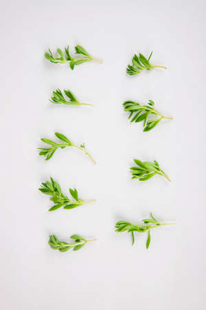 Spring vegetables and herbs, close up of nutritious greens sprouting in spring. 010