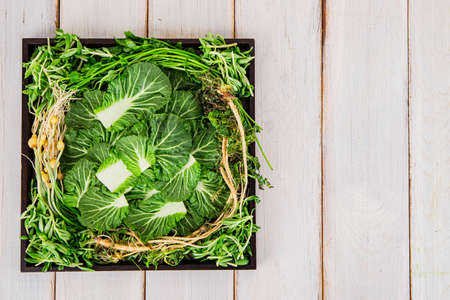 Spring vegetables and herbs, close up of nutritious greens sprouting in spring. 108の写真素材
