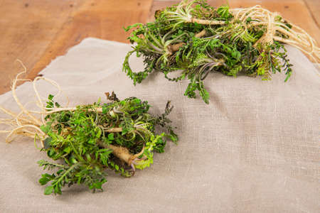 Spring vegetables and herbs, close up of nutritious greens sprouting in spring. 093