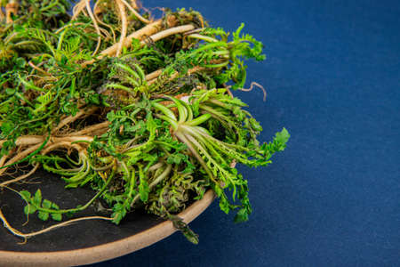 Spring vegetables and herbs, close up of nutritious greens sprouting in spring. 203