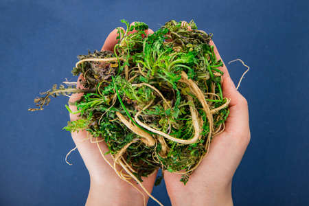 Spring vegetables and herbs, close up of nutritious greens sprouting in spring. 215の写真素材