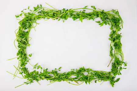 Spring vegetables and herbs, close up of nutritious greens sprouting in spring. 040の写真素材