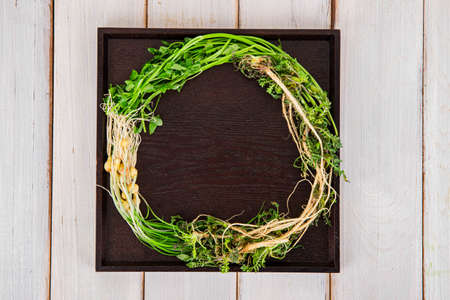 Spring vegetables and herbs, close up of nutritious greens sprouting in spring. 124