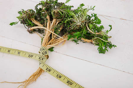 Spring vegetables and herbs, close up of nutritious greens sprouting in spring. 158の写真素材