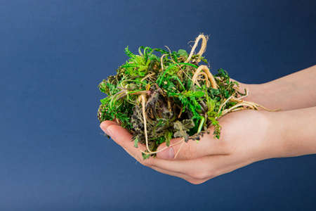 Spring vegetables and herbs, close up of nutritious greens sprouting in spring. 216の写真素材