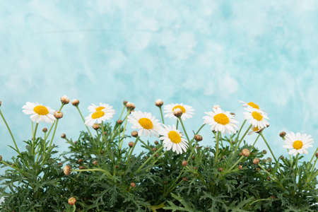 Herbal cosmetic concept, inner or skin beauty careの写真素材