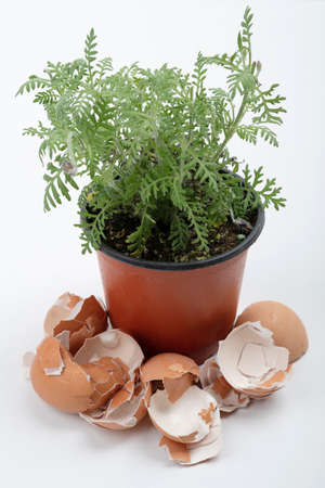 Close up of different kind of eggs 107の写真素材