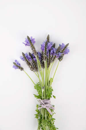 Herbal cosmetic concept, inner or skin beauty care 175の写真素材