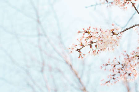 Spring flowers concept, beautiful nature scene with blooming tree