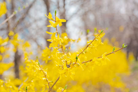 Spring flowers concept, beautiful nature scene with blooming tree