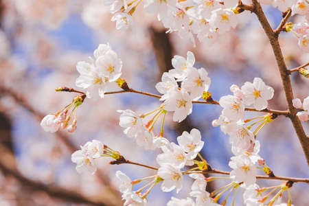 Spring flowers concept, beautiful nature scene with blooming tree