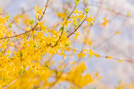 Spring flowers concept, beautiful nature scene with blooming tree