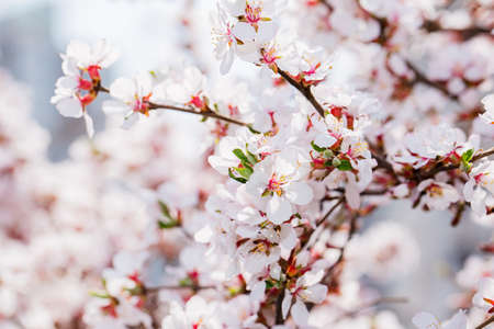 Spring flowers concept, beautiful nature scene with blooming treeの写真素材