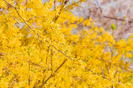 Spring flowers concept, beautiful nature scene with blooming tree