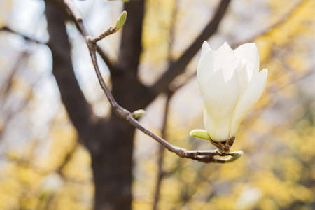 Spring flowers concept, beautiful nature scene with blooming treeの写真素材