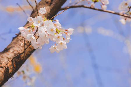 Spring flowers concept, beautiful nature scene with blooming tree