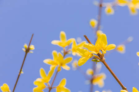 Spring flowers concept, beautiful nature scene with blooming tree