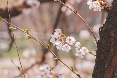 Spring flowers concept, beautiful nature scene with blooming tree