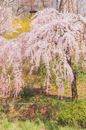 Spring flowers concept, beautiful nature scene with blooming treeの写真素材