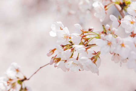 Spring flowers concept, beautiful nature scene with blooming tree