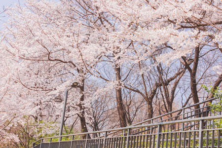 Spring flowers concept, beautiful nature scene with blooming tree