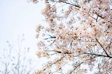 Spring flowers concept, beautiful nature scene with blooming treeの写真素材