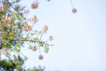 Spring flowers concept, beautiful nature scene with blooming treeの写真素材