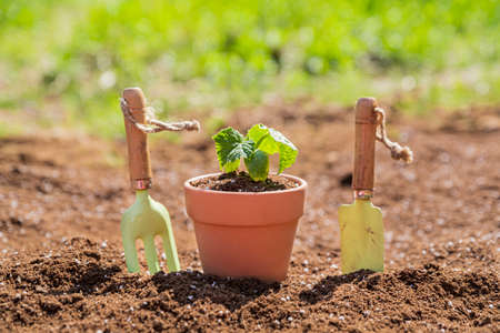 Gardening concept- gardening tools and flowers in the gardenの写真素材