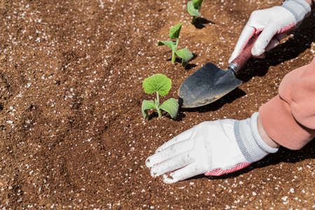 Gardening concept- gardening tools and flowers in the garden