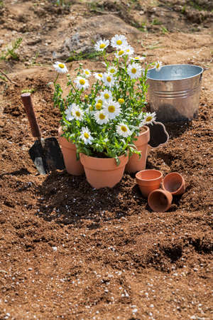 Gardening concept- gardening tools and flowers in the gardenの写真素材