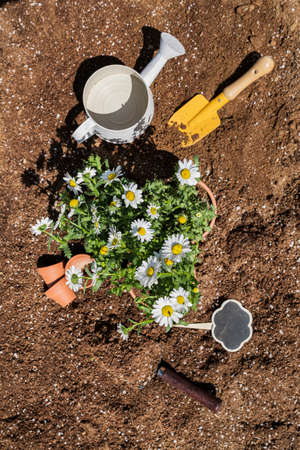 Gardening concept- gardening tools and flowers in the garden