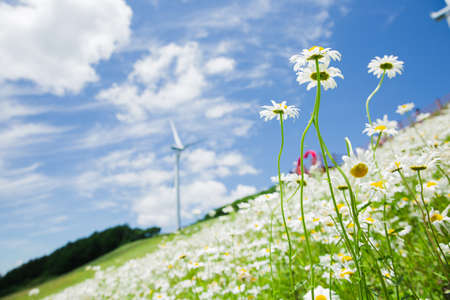 Beautiful mountain landscape, blue sky over hillside meadow 084