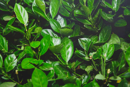 Green nature concept, Fresh green grass and flowers 012の写真素材