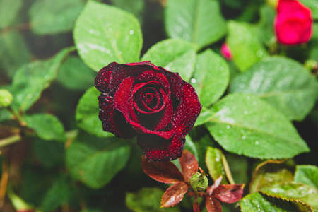 Green nature concept, Fresh green grass and flowers 021の写真素材