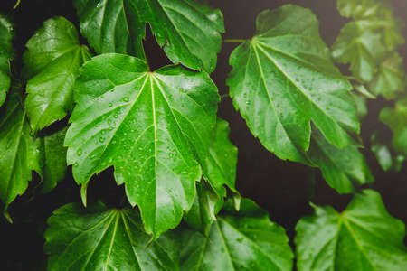 Green nature concept, Fresh green grass and flowers 065の写真素材