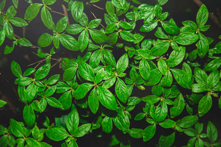 Green nature concept, Fresh green grass and flowers 054の写真素材