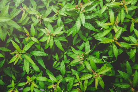 Green nature concept, Fresh green grass and flowers 057の写真素材