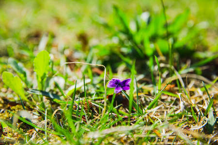 Green nature concept, Fresh green grass and flowers 006の写真素材