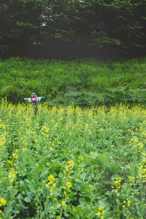 Green nature concept, Fresh green grass and flowers 088の写真素材