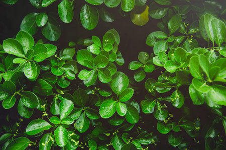 Green nature concept, Fresh green grass and flowers 039の写真素材