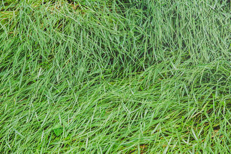 Green nature concept, Fresh green grass and flowers 086の写真素材