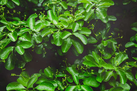 Green nature concept, Fresh green grass and flowers 033の写真素材