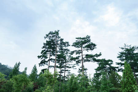 Green nature concept, Fresh green grass and flowers 184の写真素材