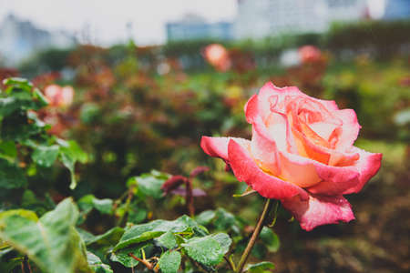 Green nature concept, Fresh green grass and flowers 083の写真素材