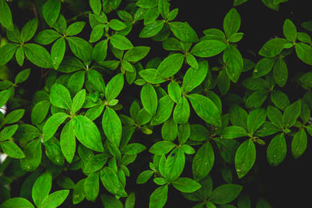 Green nature concept, Fresh green grass and flowers 056の写真素材