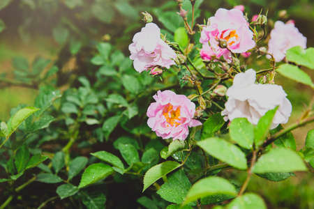 Green nature concept, Fresh green grass and flowers080の写真素材