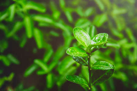 Green nature concept, Fresh green grass and flowers 044の写真素材